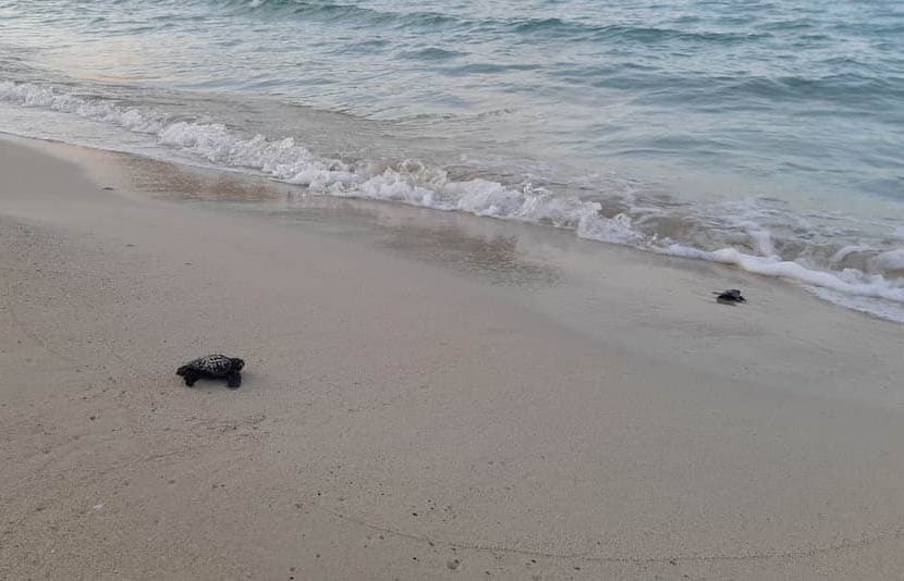 lampedusa caretta caretta