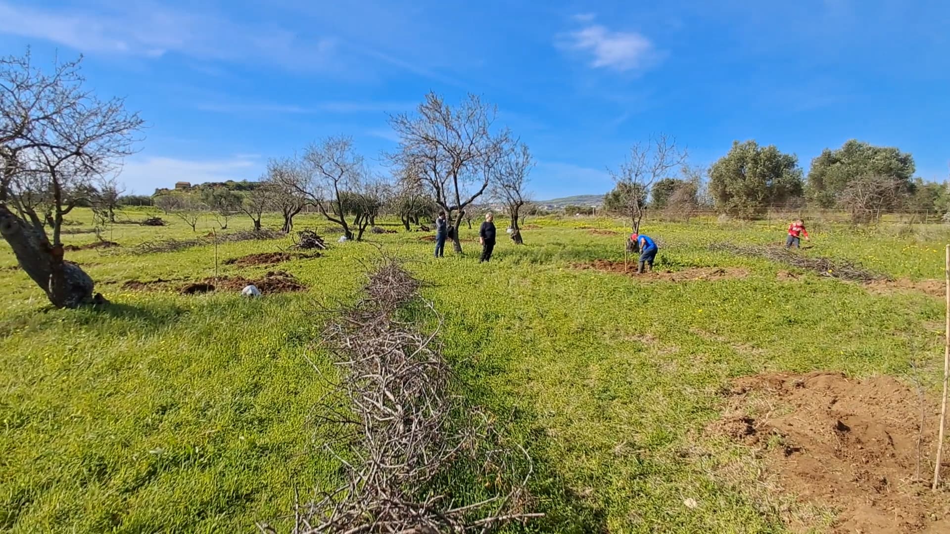 mandorli parco agrigento